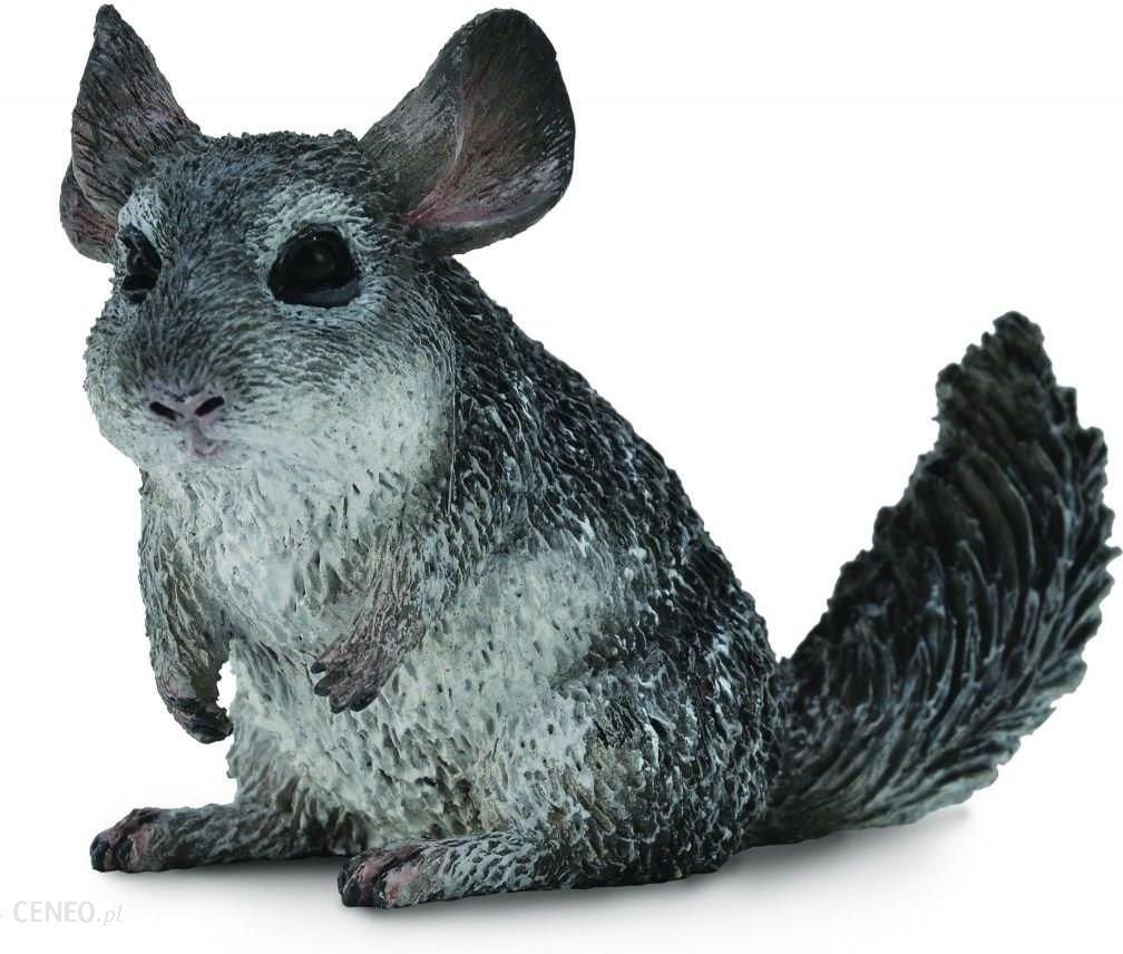 i-collecta-zwierzeta-dzikie-szynszyla-mala-88722